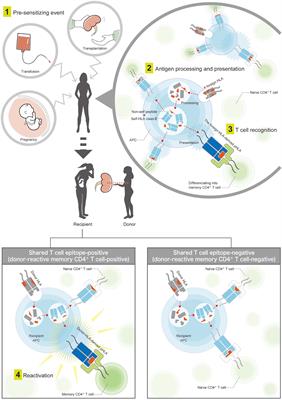 Clinical Significance of Shared T Cell Epitope Analysis in Early De Novo Donor-Specific Anti-HLA Antibody Production After Kidney Transplantation and Comparison With Shared B cell Epitope Analysis